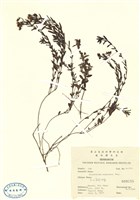 藏品(玉山金絲桃)的圖片